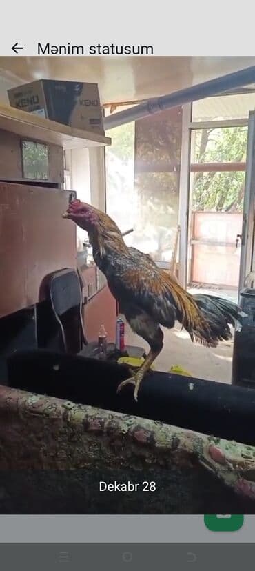 Cücələr üçün döyüş növünə yaxın, uzun ayaqlı, incə quruluşlu xoruz lalafo.az -da Cücələr üçün döyüş növünə yaxın, uzun ayaqlı, incə quruluşlu xoruz