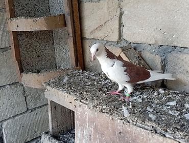 Beli qırmızı erkek çatdırma var lalafo.az -da Beli qırmızı erkek çatdırma var