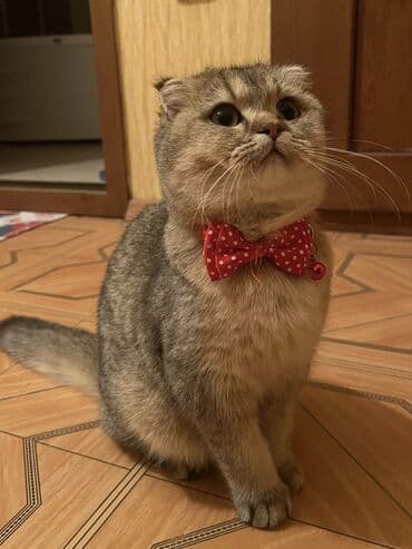 Qızıl şinşilla, Dişi, Yaxşı əllərə, Pulsuz çatdırılma lalafo.az -da Qızıl şinşilla, Dişi, Yaxşı əllərə, Pulsuz çatdırılma