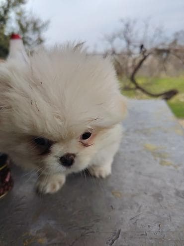 Pekines, 2 ay, Dişi, Peyvəndli lalafo.az -da Pekines, 2 ay, Dişi, Peyvəndli