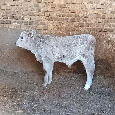 Boz rəngli, sıx və qıvraq yunlu buzov. Bədəni kompakt, döş qəfəsi lalafo.az -da Boz rəngli, sıx və qıvraq yunlu buzov. Bədəni kompakt, döş qəfəsi