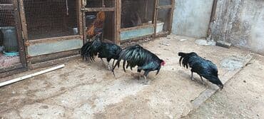 Məhsul: Sumatra xoruzu bir ədədi 100azn Təsvir: - Nəsil: dekorativ lalafo.az -da Məhsul: Sumatra xoruzu bir ədədi 100azn Təsvir: - Nəsil: dekorativ