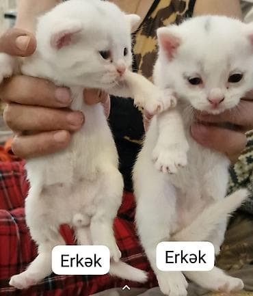 Britan yastı qulaq, Erkək, Dişi, Yaxşı əllərə, Ünvandan götürmə lalafo.az -da Britan yastı qulaq, Erkək, Dişi, Yaxşı əllərə, Ünvandan götürmə