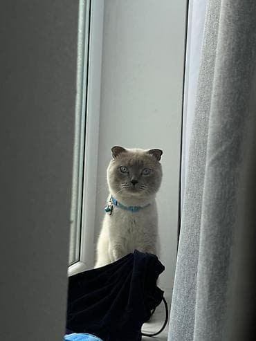 Şotland yastı qulaq, Erkək lalafo.az -da Şotland yastı qulaq, Erkək