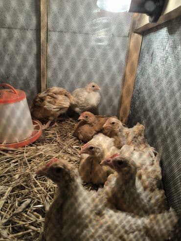 Toyuq cücələri, Ətlik lalafo.az -da Toyuq cücələri, Ətlik