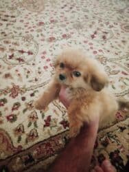 Pekines, 2 ay, Erkek, Sənədli, Ünvandan götürmə lalafo.az -da Pekines, 2 ay, Erkek, Sənədli, Ünvandan götürmə