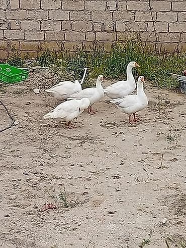 2 ayli linda qazlar di qiymet 30 manat tam saglamdi - Növ: ev qazı at lalafo.az 2 ayli linda qazlar di qiymet 30 manat tam saglamdi - Növ: ev qazı