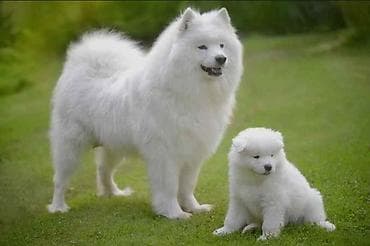 Samoyed lalafo.az -da Samoyed
