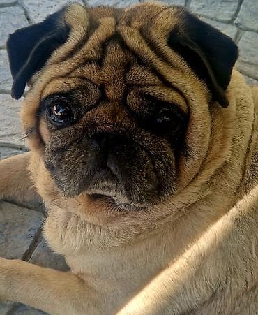 Mops, 5 il, Erkek, Sənədli, Ünvandan götürmə lalafo.az -da Mops, 5 il, Erkek, Sənədli, Ünvandan götürmə