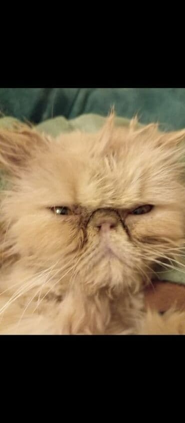 Fars, Dişi, Yaxşı əllərə, Ünvandan götürmə lalafo.az -da Fars, Dişi, Yaxşı əllərə, Ünvandan götürmə