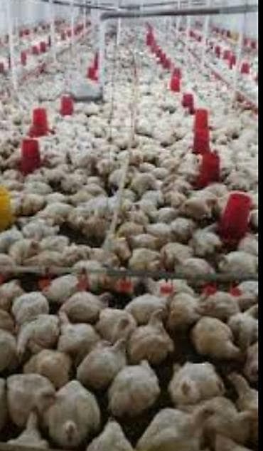 Quşçuluq ferması icarəyə verilir. Buzovna Albalılıq yeləşən Quşçuluq lalafo.az -da Quşçuluq ferması icarəyə verilir. Buzovna Albalılıq yeləşən Quşçuluq