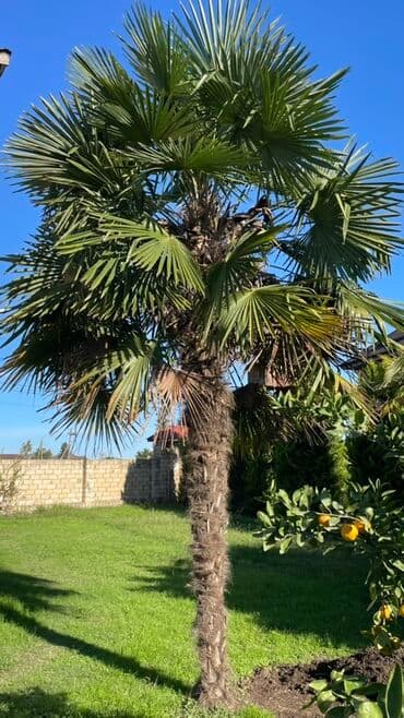 İkisi biryerdə 90 azn lalafo.az -da İkisi biryerdə 90 azn