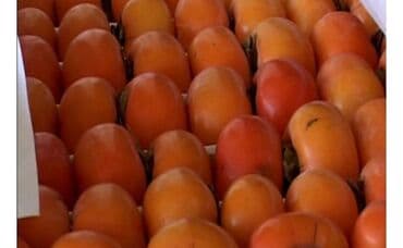 Yesike xurma yığımına sezona is axtaram lalafo.az -da Yesike xurma yığımına sezona is axtaram