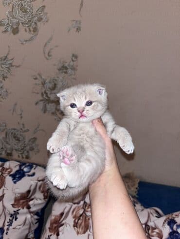 Şotland lalafo.az -da Şotland