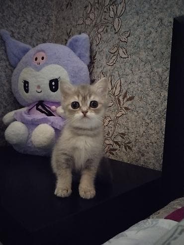 Qızıl şinşilla, Dişi, Yaxşı əllərə, Ünvandan götürmə lalafo.az -da Qızıl şinşilla, Dişi, Yaxşı əllərə, Ünvandan götürmə