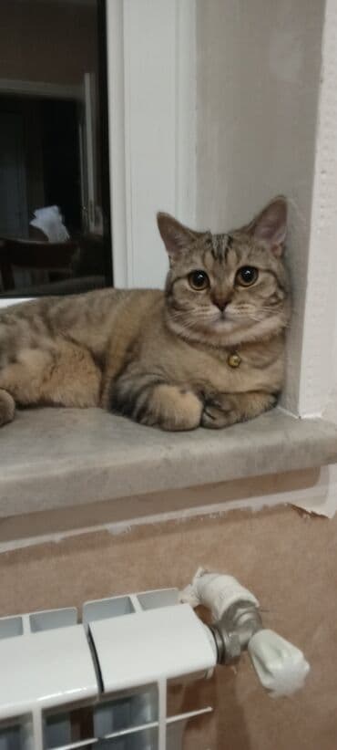 Britan, Erkək, Cütləşmə üçün lalafo.az -da Britan, Erkək, Cütləşmə üçün