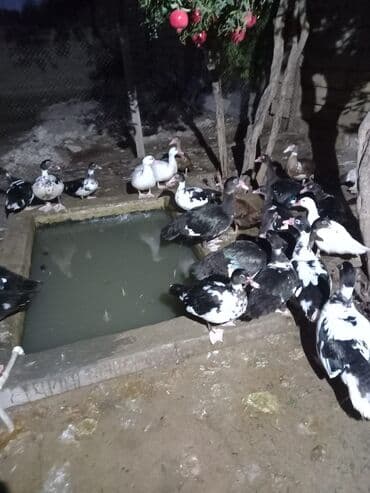 Ləpələr: Məhsul: Ördək – diri və təmizlənmiş (kəsilmiş) ət Təsvir: - Muskoviy lalafo.az -da — 2 Ləpələr: Məhsul: Ördək – diri və təmizlənmiş (kəsilmiş) ət Təsvir: - Muskoviy — 2