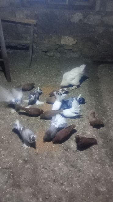 Toyuq, Damazlıq lalafo.az -da Toyuq, Damazlıq