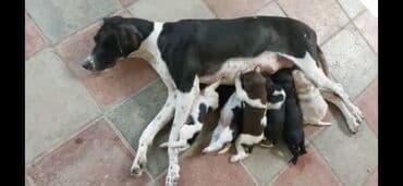 Dişi, Peyvəndli lalafo.az -da Dişi, Peyvəndli