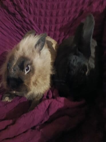 Ev heyvanı – dekorativ dovşanlar - Növ: dekorativ ev dovşanı (birinin lalafo.az -da Ev heyvanı – dekorativ dovşanlar - Növ: dekorativ ev dovşanı (birinin