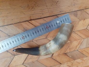 Buynuz.Antik caxir icmek ucun tebii buynuz lalafo.az -da Buynuz.Antik caxir icmek ucun tebii buynuz