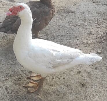 Erkək, | Lal ördək, Damazlıq, Ünvandan götürmə lalafo.az -da Erkək, | Lal ördək, Damazlıq, Ünvandan götürmə