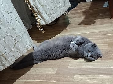 Шотладская вислоухая, Самка, Для вязки, Бесплатная доставка at lalafo.az Шотладская вислоухая, Самка, Для вязки, Бесплатная доставка