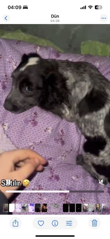 Koker spaniyel, 3 ay, Dişi, Sənədli, Ünvandan götürmə lalafo.az -da Koker spaniyel, 3 ay, Dişi, Sənədli, Ünvandan götürmə