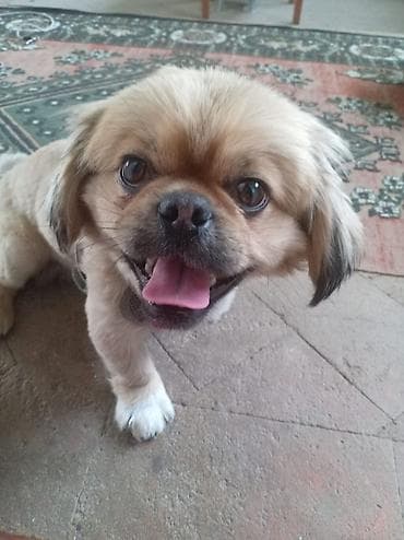 Pekines, 6 ay, Erkek lalafo.az -da Pekines, 6 ay, Erkek