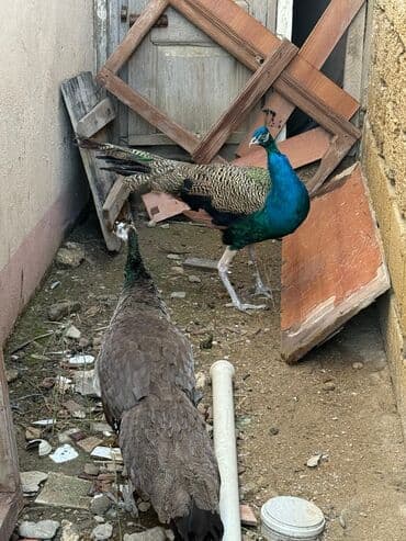 Tovuz quşları 5 edədi təcili satılır 0557907371 əlaqə saxlayın bu lalafo.az -da Tovuz quşları 5 edədi təcili satılır 0557907371 əlaqə saxlayın bu