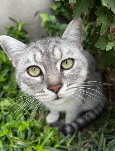 Şinşilla, Erkək, Cütləşmə üçün lalafo.az -da Şinşilla, Erkək, Cütləşmə üçün