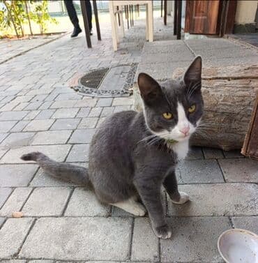 Britan, Erkək, Yaxşı əllərə, Ödənişli çatdırılma lalafo.az -da Britan, Erkək, Yaxşı əllərə, Ödənişli çatdırılma