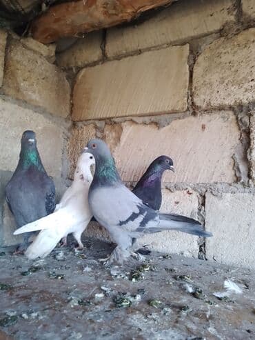 Məhsul: Ev göyərçinləri dəsti Təsvir: - Şəkildə müxtəlif rəngli 4 lalafo.az -da Məhsul: Ev göyərçinləri dəsti Təsvir: - Şəkildə müxtəlif rəngli 4