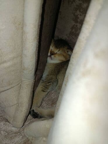 Erkək, Yaxşı əllərə, Ünvandan götürmə lalafo.az -da Erkək, Yaxşı əllərə, Ünvandan götürmə