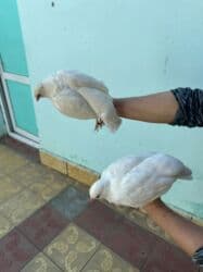 Ağ kəklik cütü 100 manat lalafo.az -da Ağ kəklik cütü 100 manat