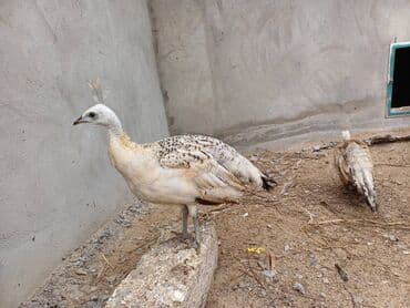 Tam saglam tovuz quşu balaları - 4 aylıq lalafo.az -da Tam saglam tovuz quşu balaları - 4 aylıq