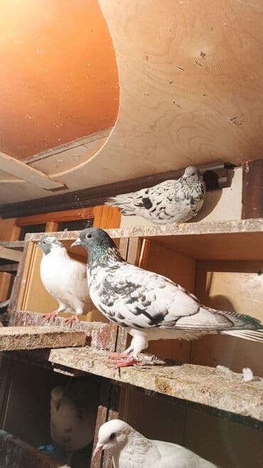 Salam USD usde 25-30 dene quşdu tergizme qusdardi real alıcılar lalafo.az -da Salam USD usde 25-30 dene quşdu tergizme qusdardi real alıcılar