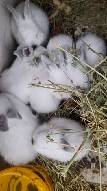 Salam. Gördüyünüz KALİFORNİYA balaları satılır. 2 Ədədi 25 manat lalafo.az -da Salam. Gördüyünüz KALİFORNİYA balaları satılır. 2 Ədədi 25 manat