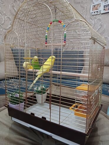 Qızılı rəngdə geniş quş qəfəsi - Material: metal barmaqlıqlar lalafo.az -da Qızılı rəngdə geniş quş qəfəsi - Material: metal barmaqlıqlar