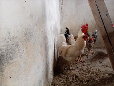 Toyuq, Damazlıq lalafo.az -da — 3 Toyuq, Damazlıq — 3