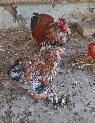 Tam sağlam xoruz fərə Porselen karlik koxinlər qiymət cütünə aiddir lalafo.az -da Tam sağlam xoruz fərə Porselen karlik koxinlər qiymət cütünə aiddir