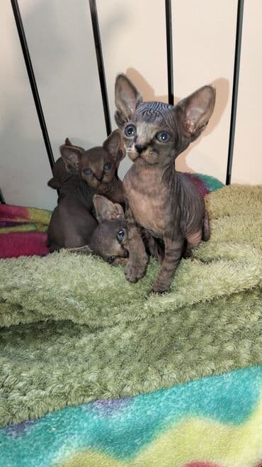 Sfinks, Erkək, Dişi, Ünvandan götürmə lalafo.az -da Sfinks, Erkək, Dişi, Ünvandan götürmə