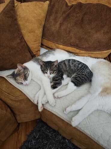 Sevimli pişik balası sahibləndirilir lalafo.az -da Sevimli pişik balası sahibləndirilir