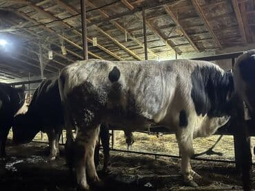 Erkək, il: 2, 400 kq, Ətlik, Ünvandan götürmə lalafo.az -da Erkək, il: 2, 400 kq, Ətlik, Ünvandan götürmə