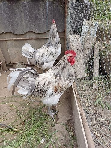 Məhsul: Australorp,Amarok xoruzlar satilir Təsvir: - Rəng palitrası lalafo.az -da Məhsul: Australorp,Amarok xoruzlar satilir Təsvir: - Rəng palitrası