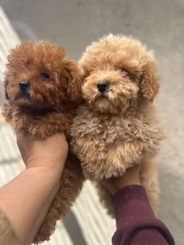 Pudel, 2 ay, Erkek, Peyvəndli, Pulsuz çatdırılma lalafo.az -da Pudel, 2 ay, Erkek, Peyvəndli, Pulsuz çatdırılma