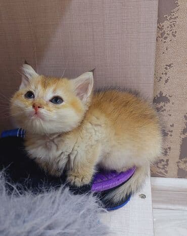 Qızıl şinşilla, Erkək, Dişi, Yaxşı əllərə, Ünvandan götürmə lalafo.az -da Qızıl şinşilla, Erkək, Dişi, Yaxşı əllərə, Ünvandan götürmə