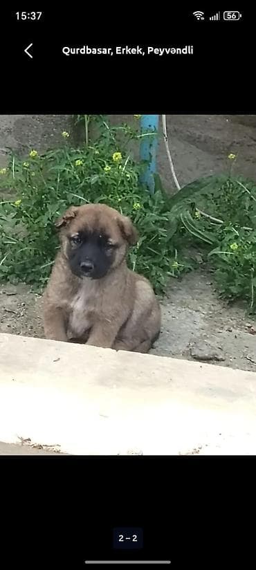 Qurdbasar, 2 ay, Erkek, Peyvəndli lalafo.az -da Qurdbasar, 2 ay, Erkek, Peyvəndli