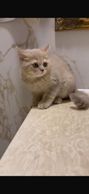 Britan, Erkək, Ödənişli çatdırılma, Ünvandan götürmə lalafo.az -da Britan, Erkək, Ödənişli çatdırılma, Ünvandan götürmə