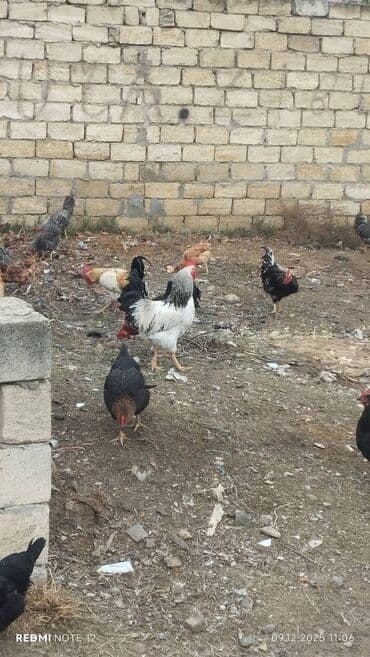 Öz heyetimin heyvanlaridi 10 aliq heyvanlardi tam saglam basimnan lalafo.az -da Öz heyetimin heyvanlaridi 10 aliq heyvanlardi tam saglam basimnan